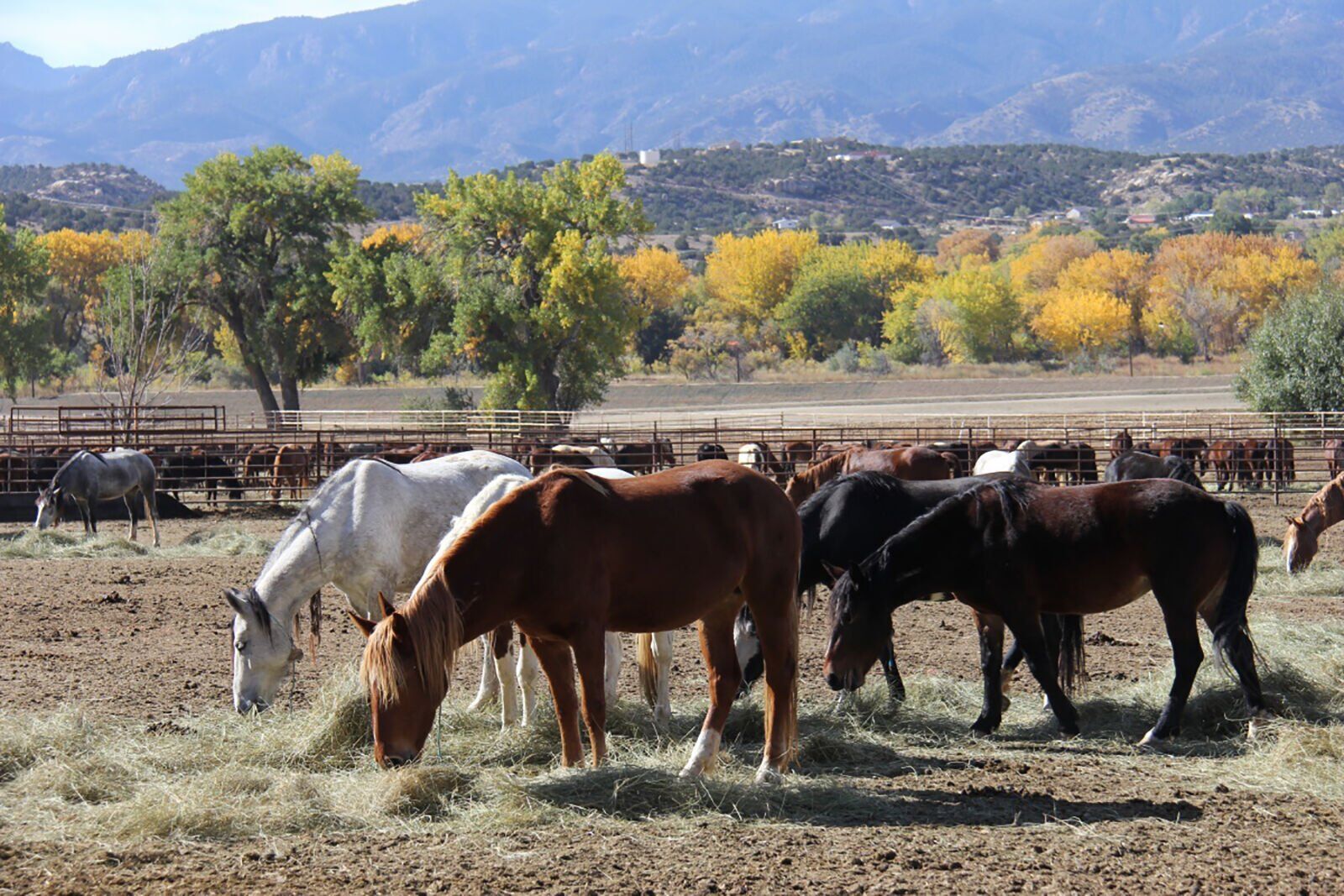 Wild horses
